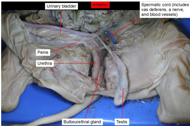 <p><span>This tube </span>allows urine to pass outside the body<span>. The brain signals the bladder muscles to tighten, which squeezes urine out of the bladder. At the same time, the brain signals the sphincter muscles to relax to let urine exit the bladder through the urethra.</span></p>
