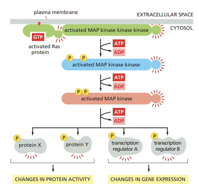 <ul><li><p>When Ras is activated (by binding GTP), it initiates a phosphorylation cascade</p></li><li><p>This cascade involves a series of serine/theronine kinases being activated in sequence</p></li><li><p>Phosphorylation can change the activity, localization, or interactions of proteins, leading to cellular responses like gene expression or changes in cellular behavio</p></li></ul><p></p>