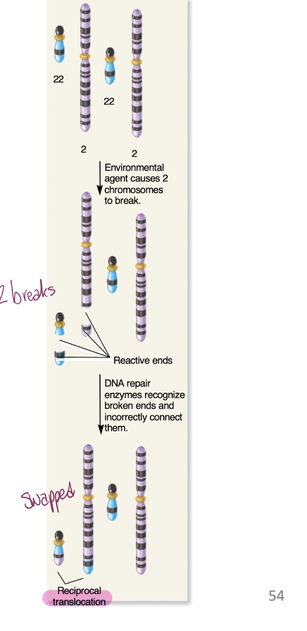 <p>-involve exchanges between non-homologous chromosomes </p><p>-can occur if sticky ends are recognized by DNA repair enzymes, which attempt to reattach them</p><p>-if 2 chromosomal breaks occur simultaneously a translocation can occur </p><p>-Reciprocal or balanced translocations result in no gain or loss of genetic material </p>