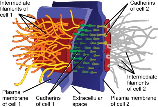 <p>Define desmosomes</p>
