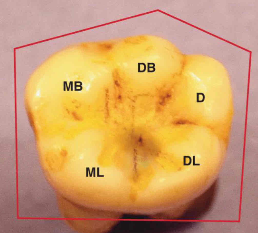 <p>what geometric shape does the occlusal table of mandibular 1st molar resembles?</p>
