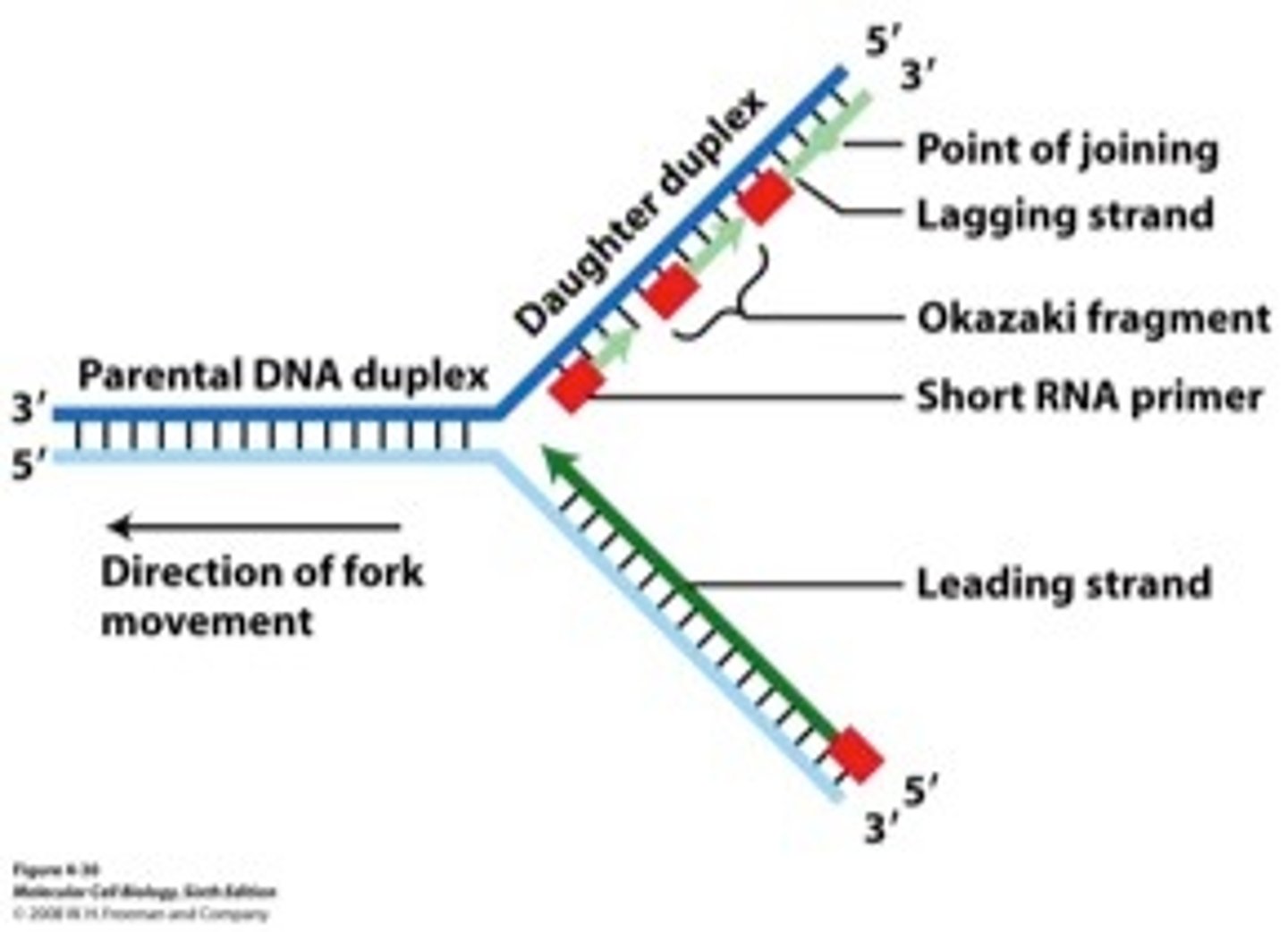 <p>A Y-shaped region on a replicating DNA molecule where new strands are growing.</p>