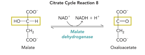 <p>malate → oxaloacetate </p><p>cofactors: NAD<sup>+ </sup>→ NADH + H<sup>+</sup></p><p>enzyme: malate dehydrogenase </p>