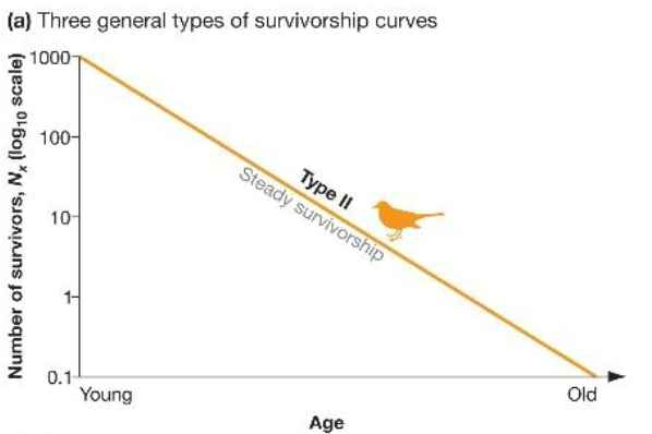 <p>type II survivorship curve </p>