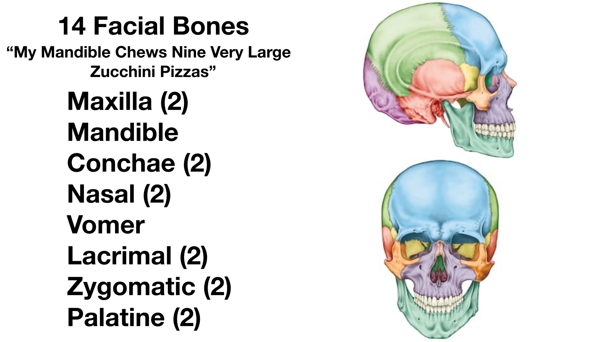 <p>14 bones making the skull</p>