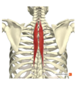 <p><span><span>M. semispinalis thoracis</span></span></p>