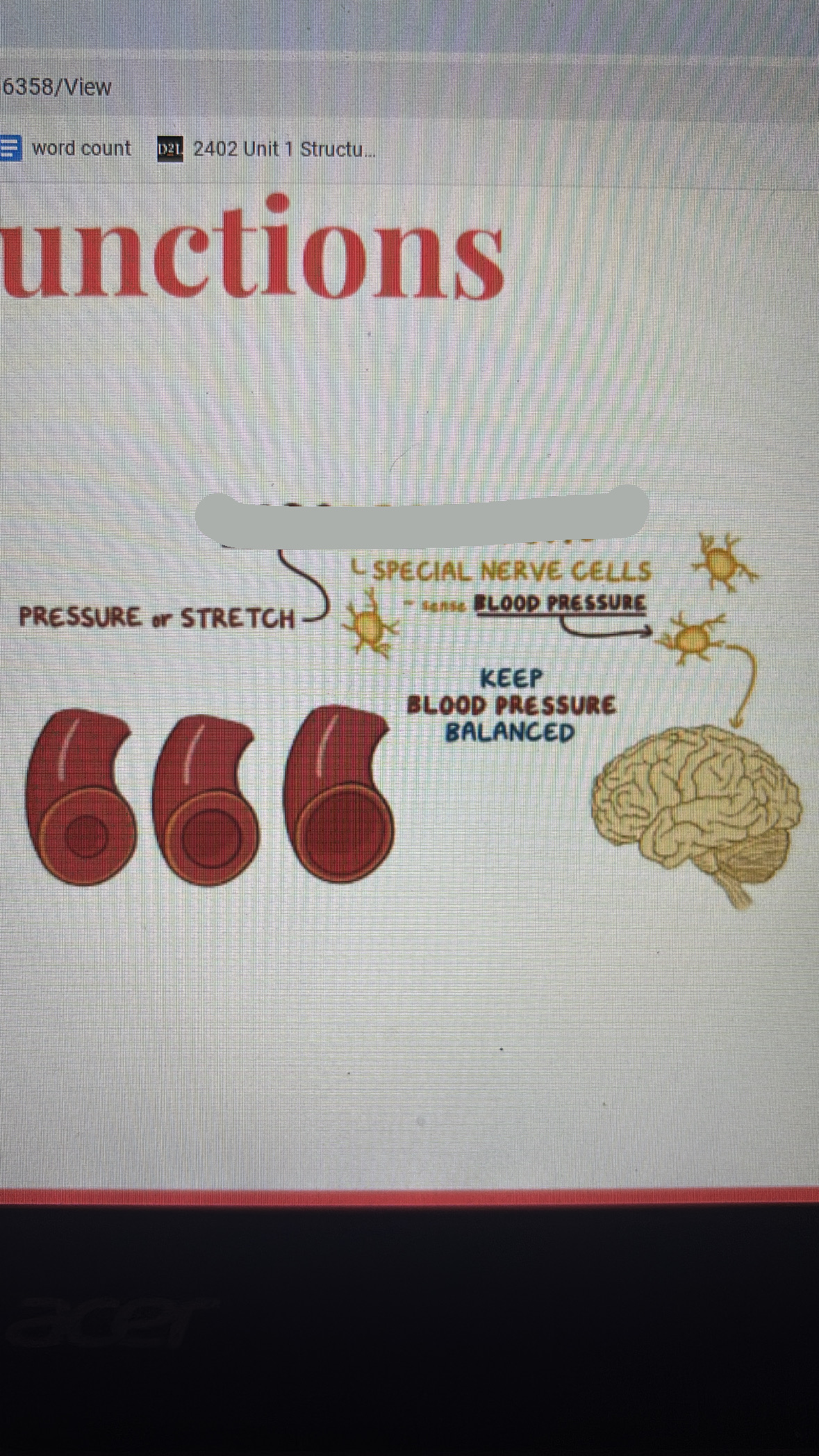 <p>detect blood pressure in aorta and carotid artery</p>