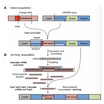 <ul><li><p>Naive acquisition: no spacers in the CRISPR array have homology to the target genome</p><ul><li><p>No spacers in CRISPR array that are homologous to newly acquired spacer</p></li></ul></li><li><p>Primed spacer acquisition: presence of spacers with a full or partial match to the target DNA → increasing the frequency of acquiring another spacer</p><ul><li><p>‘old’ spacers within CRISPR array are full/partial match to the target phage sequence DNA → resulting in the acquisition of another spacer that is similar to one that already exists in the array (type I subtype)</p><ul><li><p>One part that is chopped up can then be acquired as a spacer if it still has its PAM → increases chance of getting another spacer that has homology to a pre-existing one</p></li></ul></li></ul></li><li><p>Cascade: CRISPR-associated complex for antiviral defense (antiviral complex)</p></li></ul><p></p>