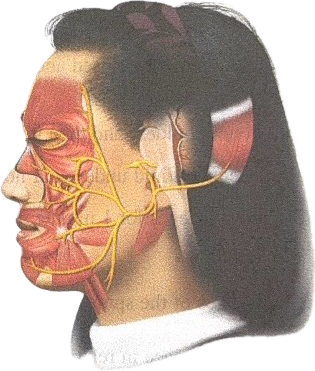 <p>Name this cranial nerve</p>