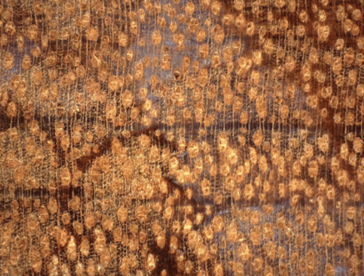 <p>Radial multiples of 2; diffuse-in-aggregates parenchyma</p>