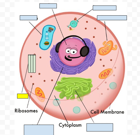 <p><span>Centrioles</span></p>