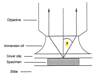 <ul><li><p>Köhler belichting; beter contrast + resolutie</p></li><li><p>objectief; zeer kleine brandpuntafstand</p><ul><li><p>NA = nsinα (numerieke apertuur; hoe hoger, hoe beter resolutie)</p></li><li><p>n = brekingsindex medium tussen lens en preparaat</p></li><li><p>α = halve hoek</p></li></ul></li></ul><p></p>