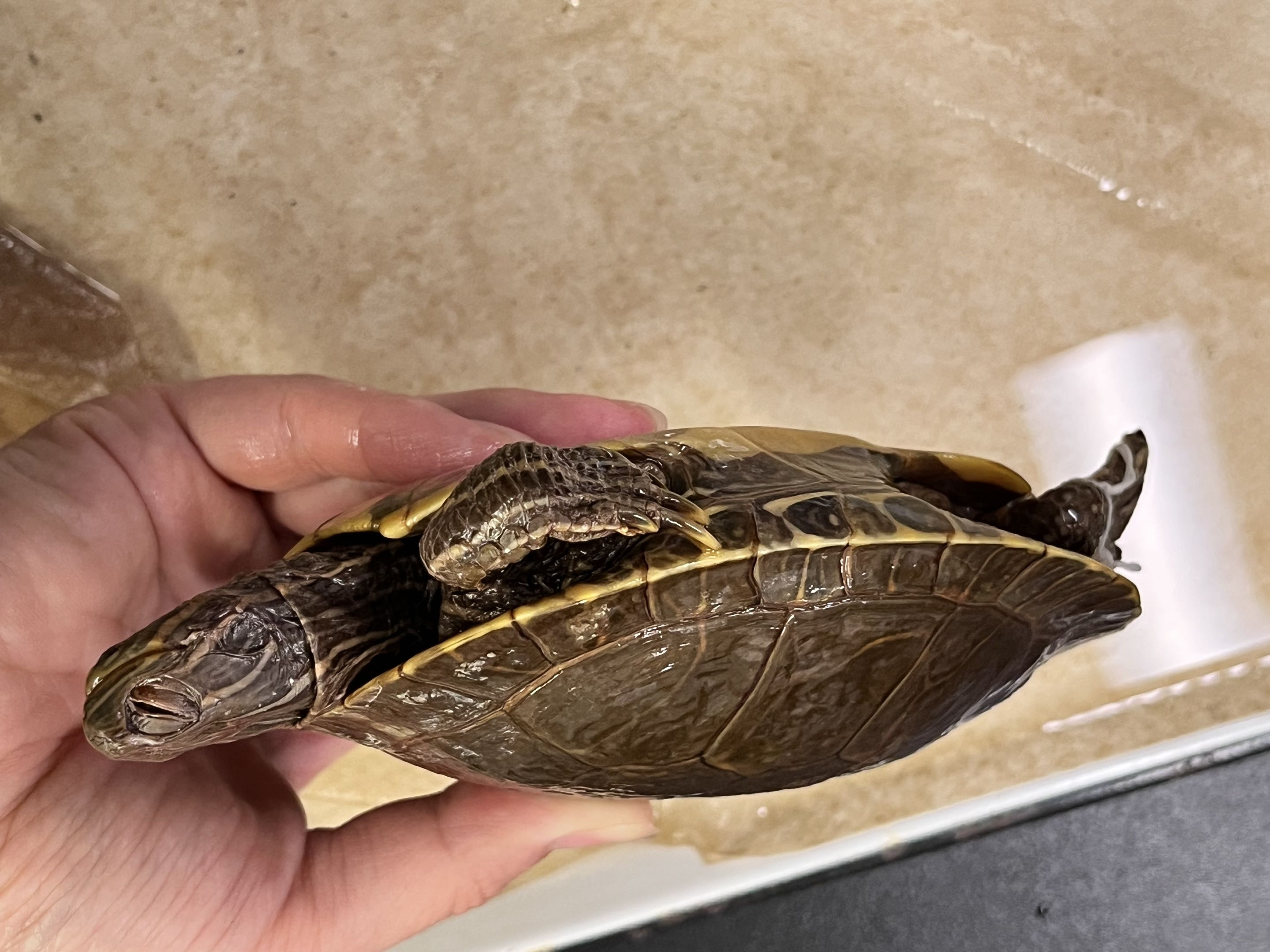 <p>Suborder + Family?</p>