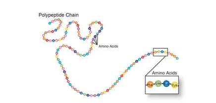 <p>long chain of amino acids </p>