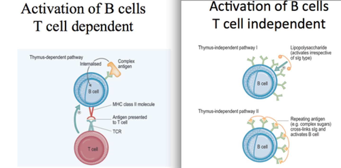 <p>- APC &amp; T helper cell cooperate in formation of a receptor complex that triggers T cell activation (inset B)</p><p>- MHC-II antigen on APC binds to T cell receptor</p><p>- coreceptor on T cell (CD4) hooks itself to position on MHC-II receptor (ensures simultaneous recognition of antigen (nonself) &amp; MHC receptor (self)</p><p>- stimuli provide signal that is relayed to T cell genetic material, thus activating T helper cell</p><p>- activated T cell stimulated to release interleukins &amp; assist other lymphocytes in their functions</p>
