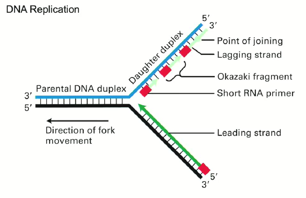 <ul><li><p>Double strand unwound by the double helix</p></li><li><p>Primers allow polymerase attachment</p></li><li><p>Leading strand synthesized in same direction as replication fork movement (continuous)</p></li><li><p>Lagging strand synthesized in opposite direction as replication fork movement (discontinuous)</p></li></ul><p></p>