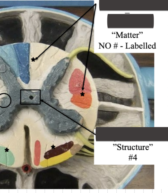 <p>Label structure </p>