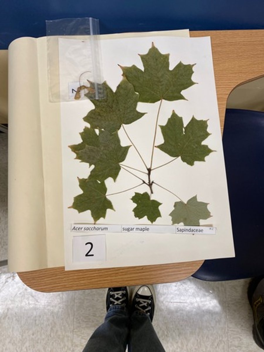 <p>Acer saccharum (Sapindaceae)</p>