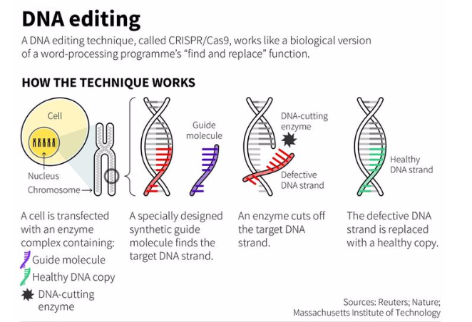 
1. Scientists make guide RNA (gRNA has an unpaired end that is complementary to the gene/bases of interest) and attach it to Cas9 enzyme (protein) → forms a protein-RNA complex

   \
2. Cas9-gRNA roam the DNA in search of the DNA that matches the gRNA

   \
3. Once it finds it, it cuts open the double-stranded (ds) DNA to make sure it's a match by breaking the H-bonds bwn the dsDNA paired bases

   \
4. Then it cuts out the target DNA sequence

   \
5. Two possible results occur: nonhomologous end joining (NHEJ) or homology-directed repair (HDR)

   
   1. NHEJ results in short deletion disrupting the open reading frame
   2. HDR involves adding a specific change through a template and homologous recombination
