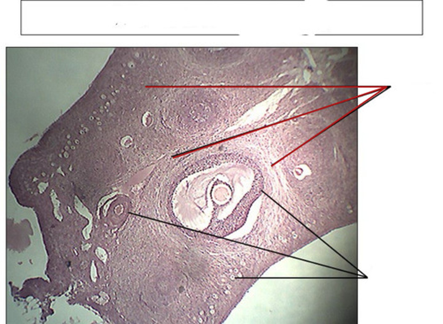 <p>identify this structure and organ</p>