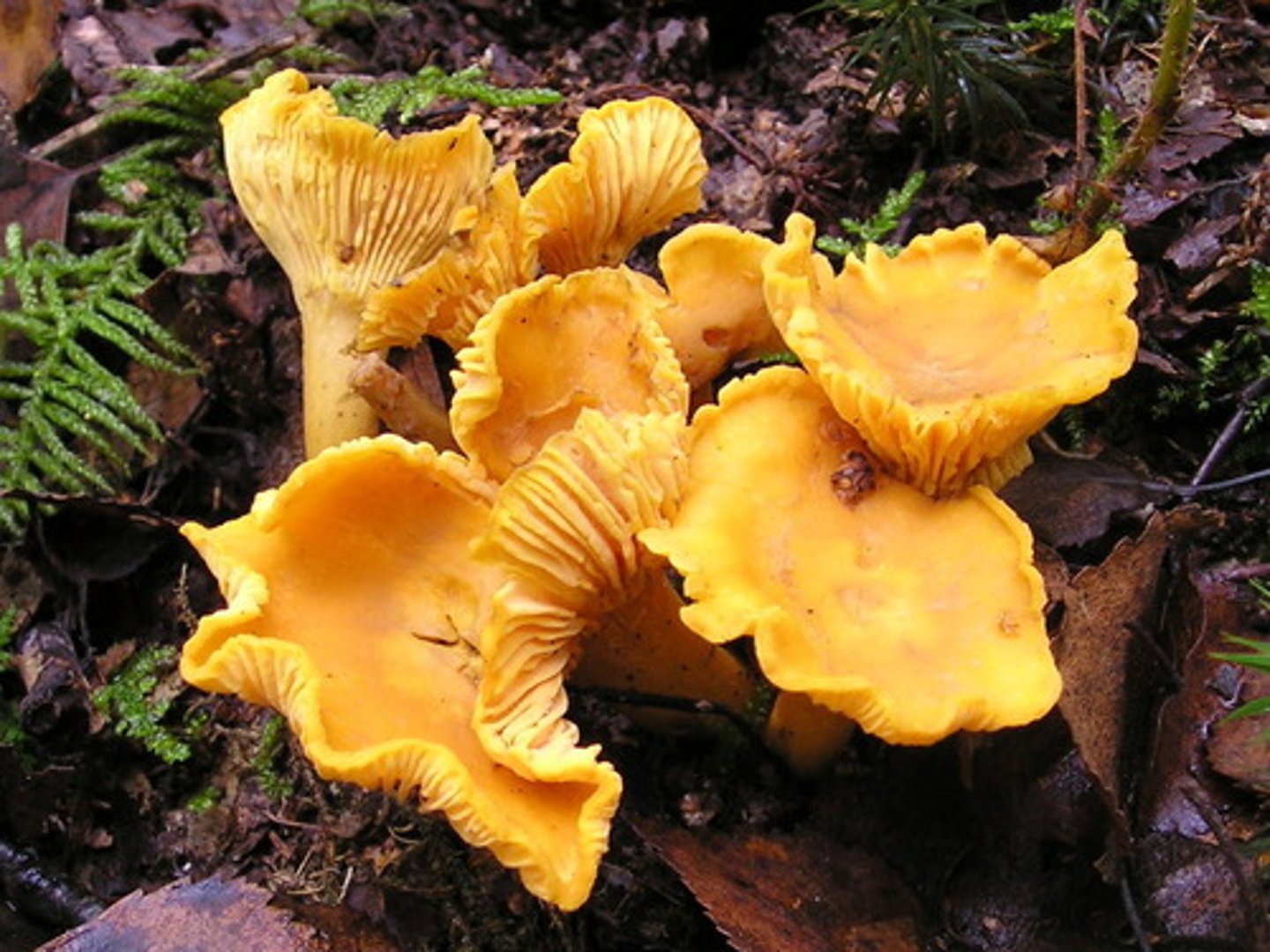 <p>Edible & Delicious</p><p>- Golden to orange trumpet-shaped caps with wavy edges and ridges instead of true gills running down the stem.</p><p>- Popular wild food often sautéed with garlic and butter with a firm, meaty texture. (can be confused with the toxic lookalikes (e.g. Jack-o’-lantern mushroom- although that’s not found in BC) know your ID!)</p><p>Habitat</p><p>- Found in late summer to early fall, often in mossy forest floors under deciduous trees like maple, birch, or alder—sometimes under conifers as well.</p><p>- Grows in association with tree roots through a mycorrhizal relationship</p>