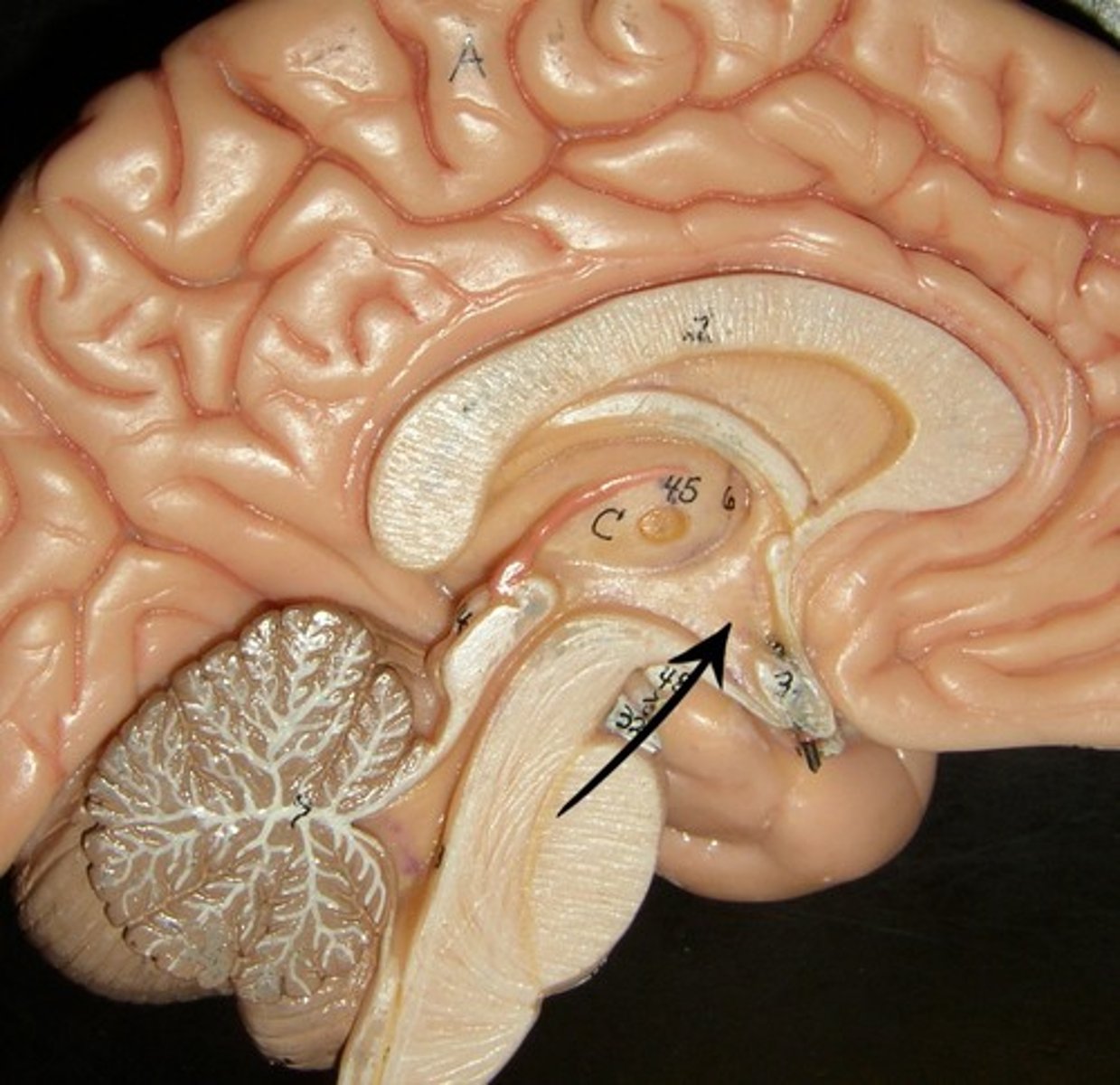 <p>Name the structure in the brain that regulates body temperature (body's thermostat)</p>