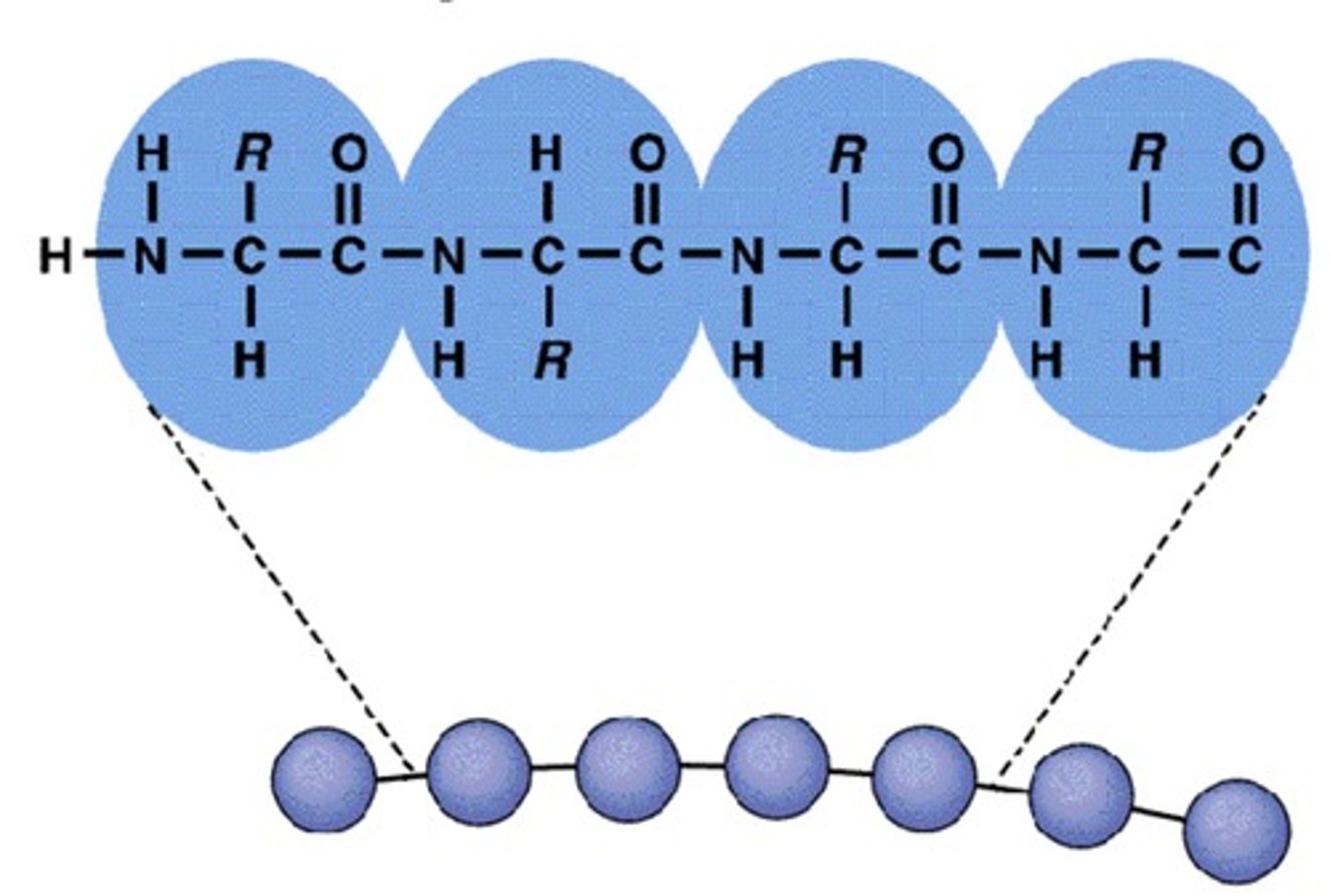 <p>Single straight line with alpha carbon, carboxyl, side chain, and amide</p>