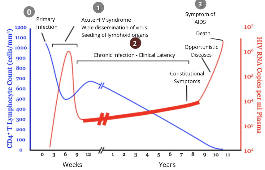 <ul><li><p>during this stage, <span style="color: red">HIV continues to multiply in the body at a steady rate</span></p></li><li><p>people with chronic HIV infection often do not experience any HIV related symptoms, however transmission is still possible</p></li><li><p>Anti-HIV antibodies are detectable during this phase of infection</p><ul><li><p>however, HIV can begin to evade the immune response that is present by changing their antigens through high mutation rates</p></li></ul></li><li><p>the length of this phase can vary but is generally 8-10 years</p></li></ul><p></p>