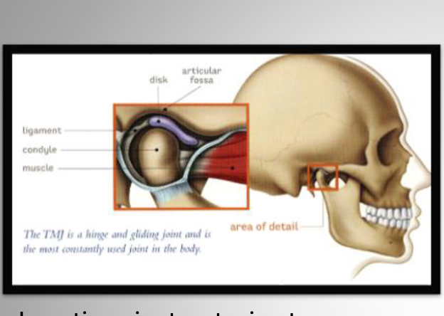 <p><span>Open and feel Small indentation between ear &amp; condyle. </span></p><p><span>This is the posterior wall of the chamber.</span></p><p><span> just anterior to ext. auditory meatus. Open and close to feel condyle moving</span></p>