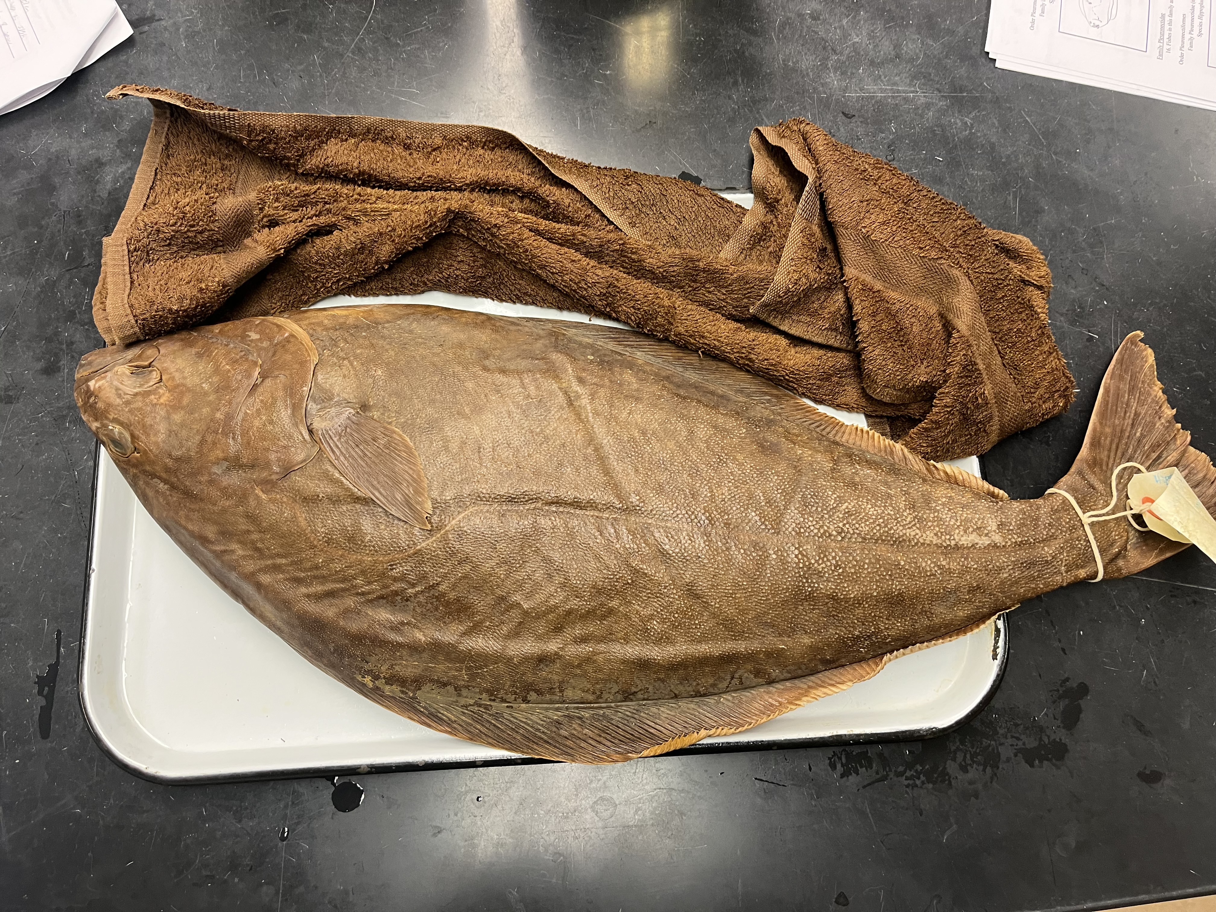 <p>Dextral flatfish with an arched lateral line, no hook on its jaw</p>