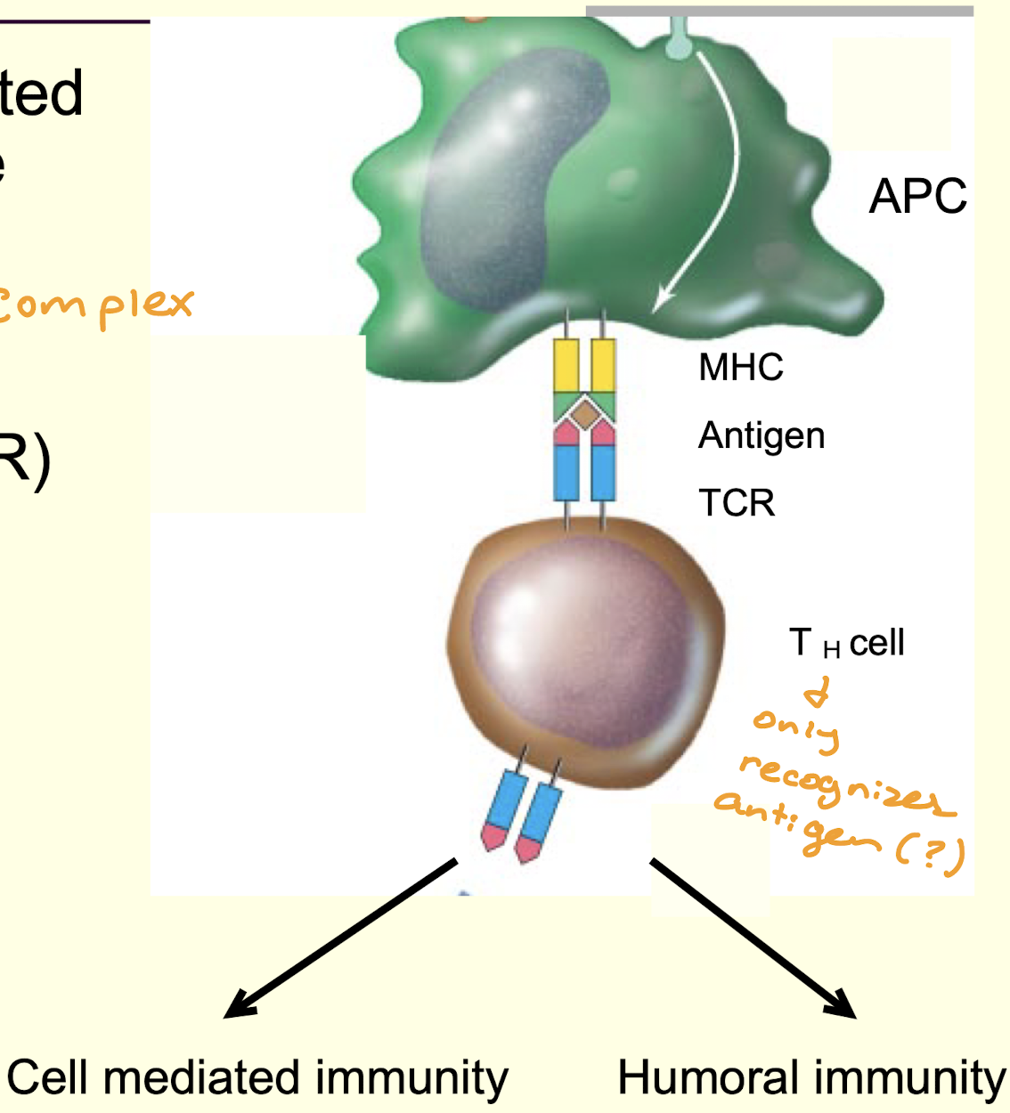 <ul><li><p>antigens are presented on the surface of the APC using major <span><span>histocompatibility</span></span> complex (MHC) proteins</p></li><li><p>T cell receptors (TCR) recognize specific antigens and MHC</p></li><li><p>T helper (T h) cell is activated</p><ul><li><p>simulated cell mediated and/or humoral response</p></li></ul></li></ul><p></p>