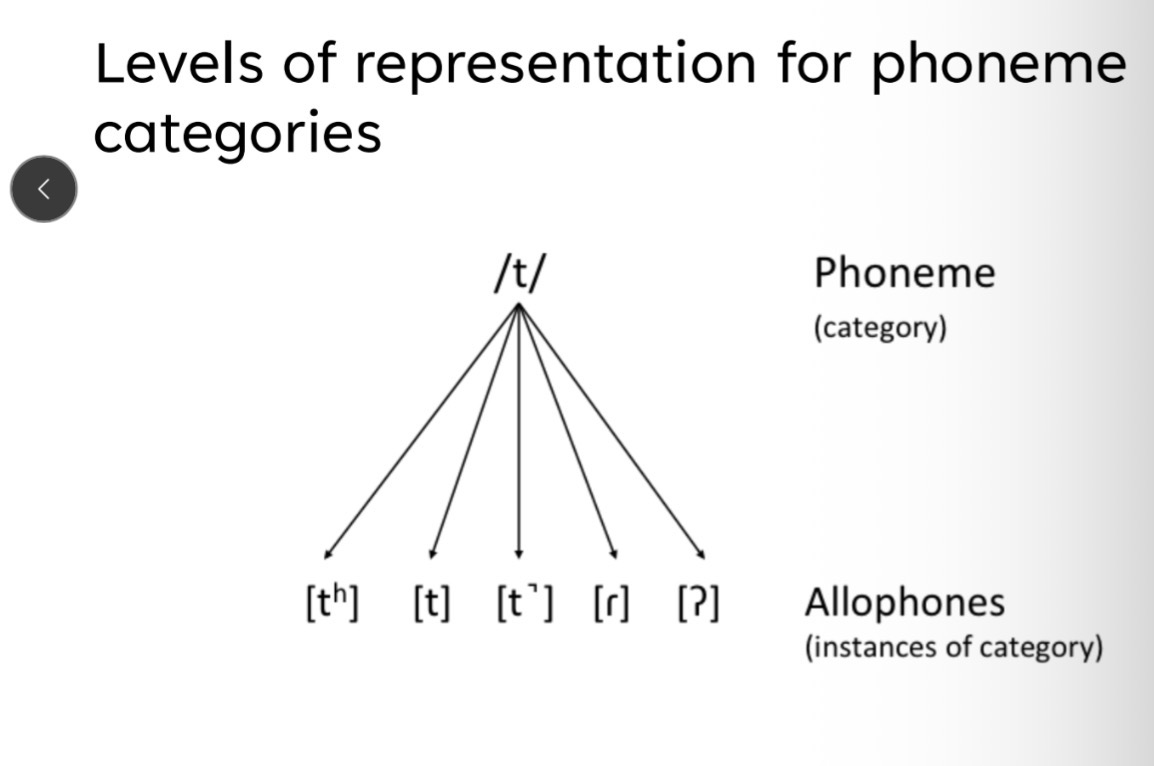 <p>Allophones </p>