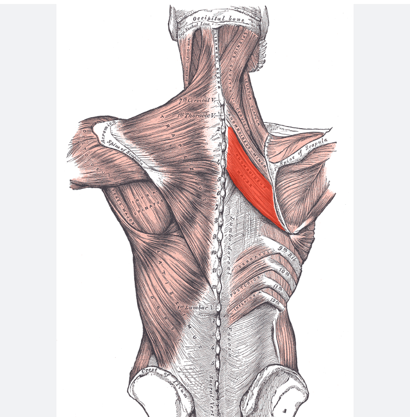 <p>Spiernaam, origo en insertie, functie</p>