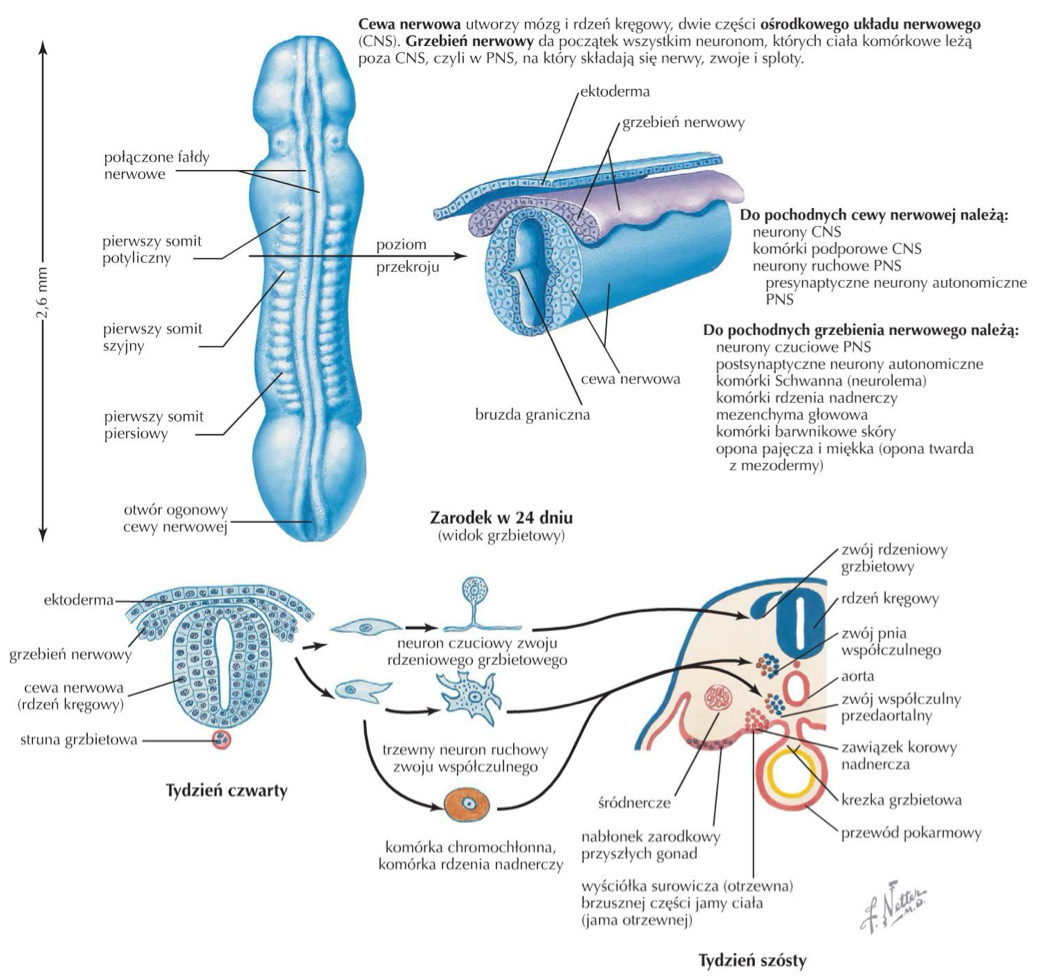 <p>somatomotoryczne neurony, presynaptyczne autonomiczne neurony</p>