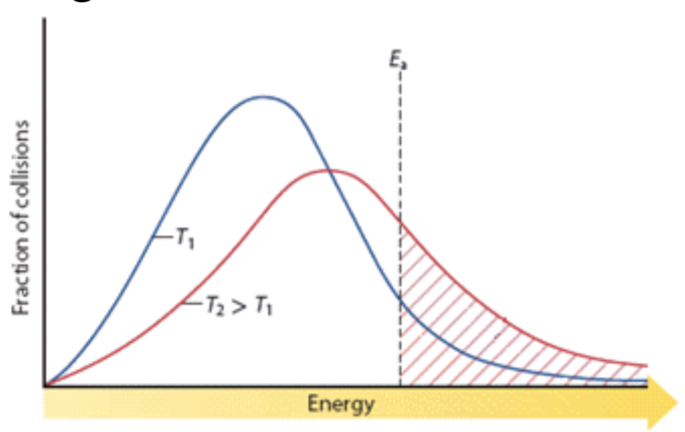 <p>23. Consider the following activation energy diagram.</p><p class="p2">&nbsp;</p><p class="p1">From the activation energy diagram it&nbsp; is seen that the<strong> reaction rate</strong> will ___i___ at ___ii___ <strong>temperature</strong>. The statement above is completed by information in row:</p><table style="min-width: 75px"><colgroup><col style="min-width: 25px"><col style="min-width: 25px"><col style="min-width: 25px"></colgroup><tbody><tr><td colspan="1" rowspan="1"><p class="p3"><strong>Row</strong></p></td><td colspan="1" rowspan="1"><p class="p1"><strong>___i___</strong></p></td><td colspan="1" rowspan="1"><p class="p1"><strong>___ii___</strong></p></td></tr><tr><td colspan="1" rowspan="1"><p class="p3">A.</p></td><td colspan="1" rowspan="1"><p class="p1">decrease</p></td><td colspan="1" rowspan="1"><p class="p1">lower</p></td></tr><tr><td colspan="1" rowspan="1"><p class="p3">B.</p></td><td colspan="1" rowspan="1"><p class="p1">increase</p></td><td colspan="1" rowspan="1"><p class="p1">higher</p></td></tr><tr><td colspan="1" rowspan="1"><p class="p3">C.</p></td><td colspan="1" rowspan="1"><p class="p1">decrease</p></td><td colspan="1" rowspan="1"><p class="p1">higher</p></td></tr><tr><td colspan="1" rowspan="1"><p class="p3">D.</p></td><td colspan="1" rowspan="1"><p class="p1">increase</p></td><td colspan="1" rowspan="1"><p class="p1">lower</p></td></tr></tbody></table><p class="p2"></p><table style="min-width: 25px"><colgroup><col style="min-width: 25px"></colgroup><tbody><tr><td colspan="1" rowspan="1"><p class="p1">a. A &nbsp;</p><p class="p1">b. B &nbsp;</p><p class="p1">c. C &nbsp;</p><p class="p1">d. D</p></td></tr></tbody></table><p></p>