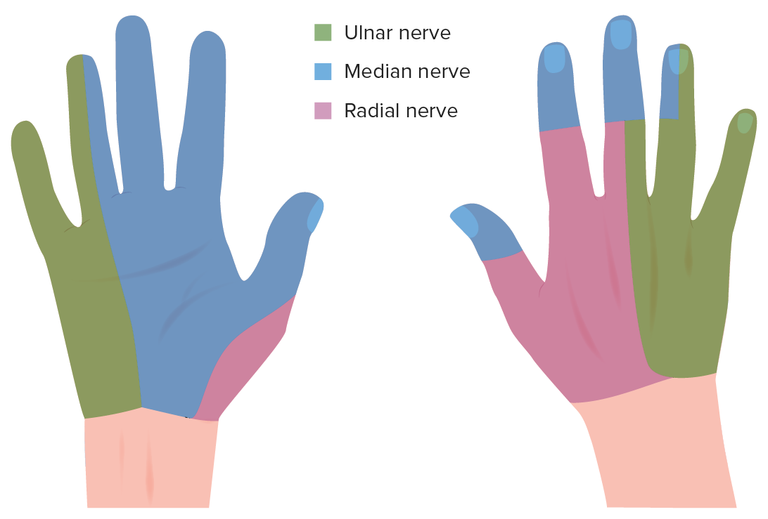 <p>Anterior Surface </p><p>Pink and ½ of Ring finger - Ulnar </p><p>Rest of fingers - Median </p><p>Small portion of base of thumb - radial </p><p></p><p>Posterior Surface </p><p>Pink and ½ of Ring finger - Ulnar </p><p>distal phalanges of thumb, index, middle and ½ ring - Median</p><p>remaining space on the posterior - Radial </p>