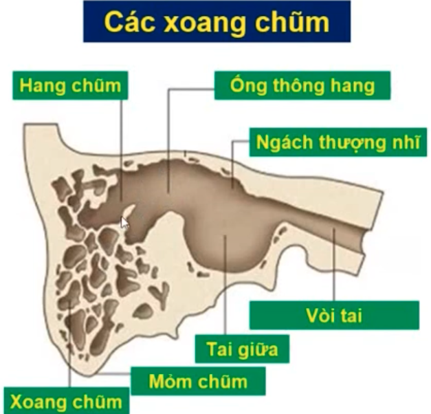 <p>Hòm nhĩ thông với mũi hầu qua chi tiết nào ? </p>