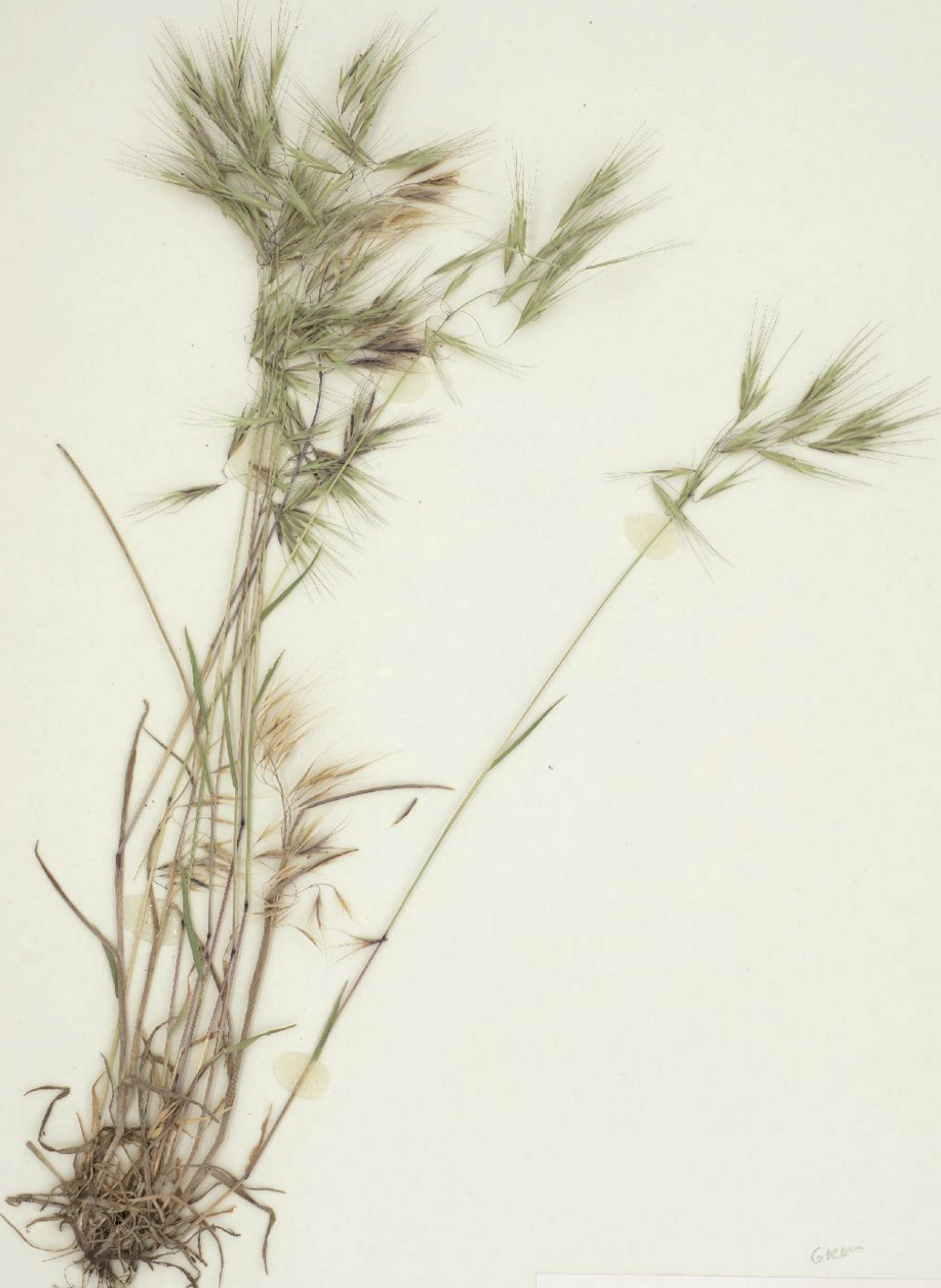 <p>What is this plant’s scientific name?</p>