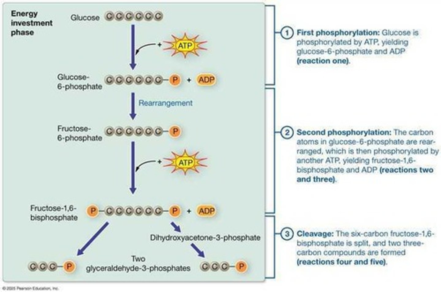 <p>First step in glucose catabolism; occurs in cytosol.</p>