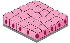 <p>simple cuboidal function</p>