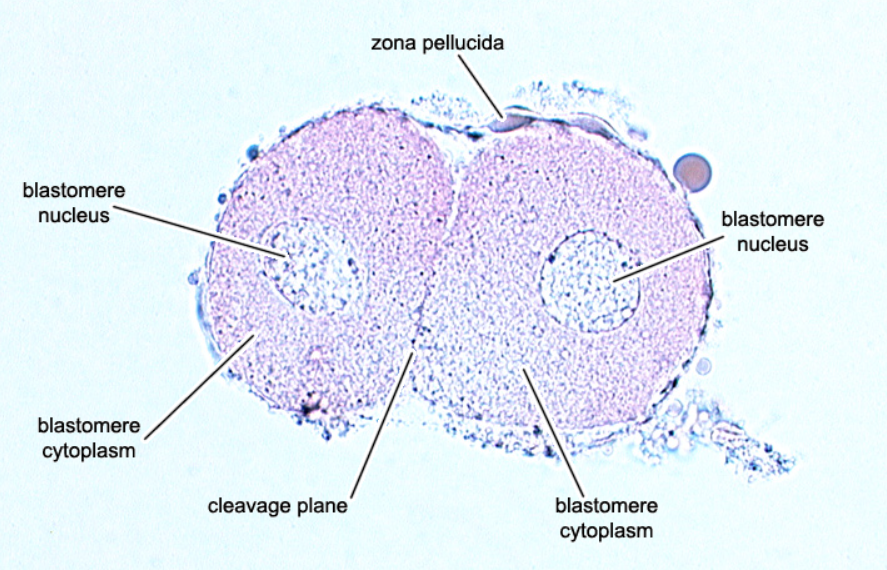 <p>Day 2-3 Embryo</p>
