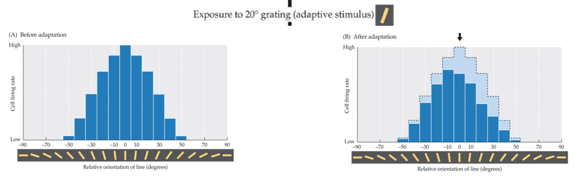 <p><span>Separable adaptation effects for orientations and spatial frequencie</span>s at V1 level</p>