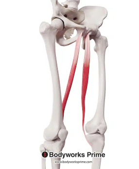 <p>origin: ischial ramus, body of pubis </p><p>insertion: medial surface of the tibia </p><p>function: moves back of lower legs towards buttocks </p>