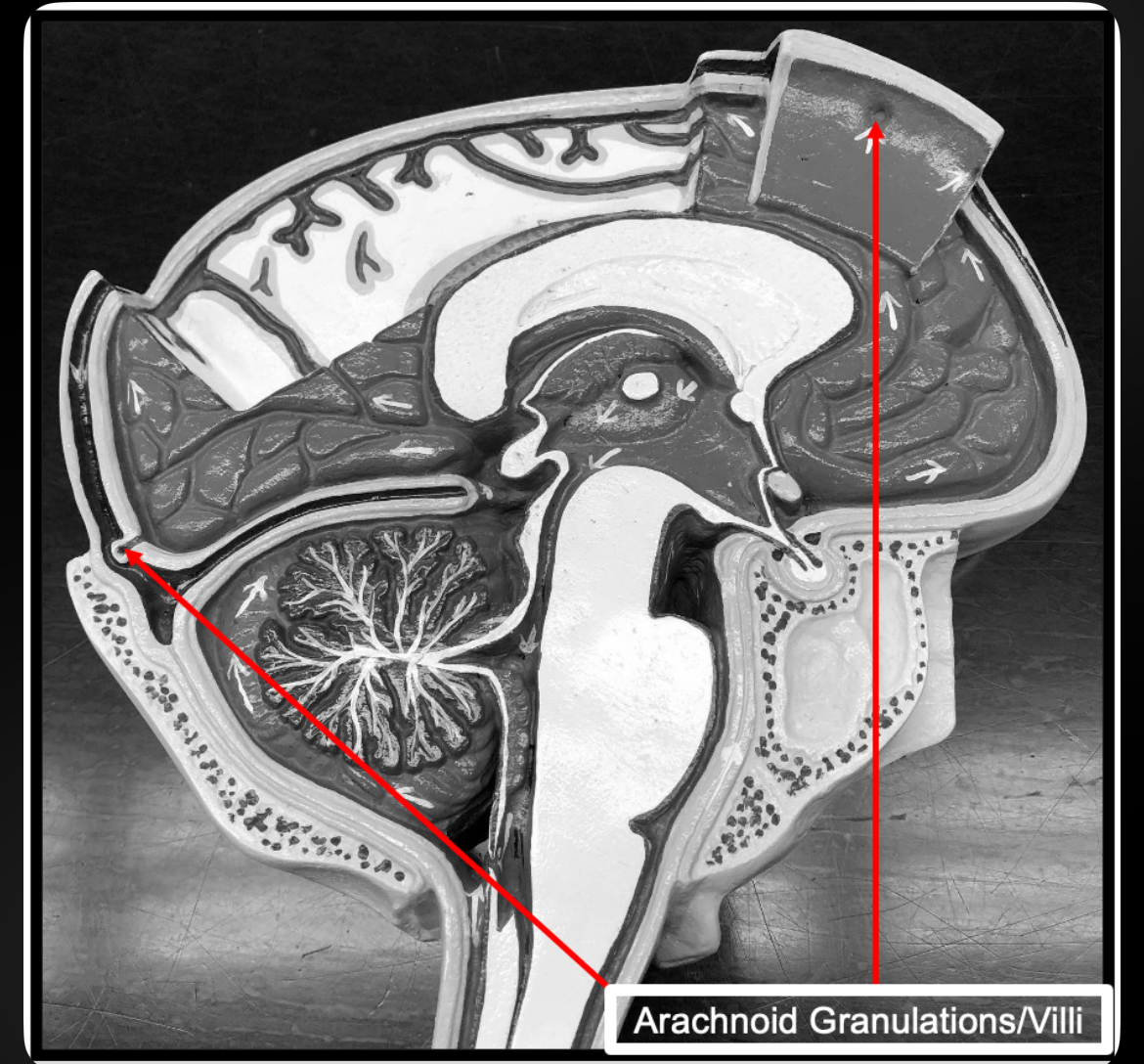 <p>Arachnoid Granulations</p>