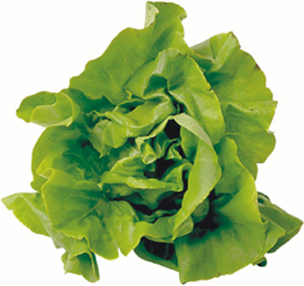 <p>alface</p>