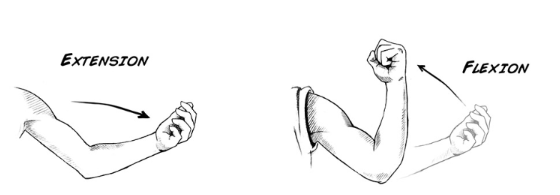 <p>sagittal plane</p>