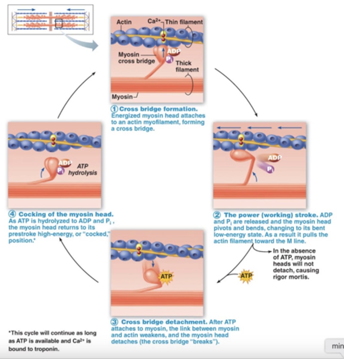 Lab 3 Muscle Physiology and Levers Flashcards Knowt