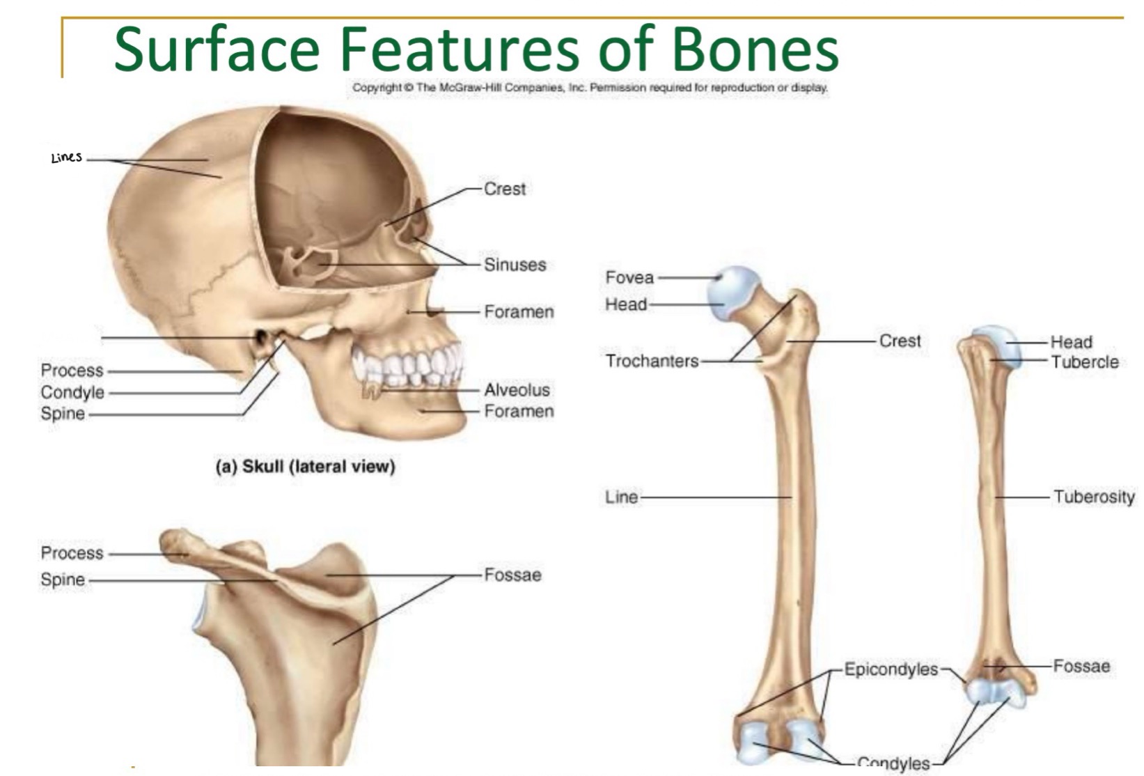 <p>label missing word on diagram (skull)</p>
