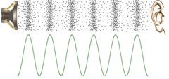 <p>Compressions- regions of high pressure due to particles being close together</p><p>Rarefractions- regions of low pressure due to particles being spread further apart</p><p>Wavelength- The distance between two consecutive points in a longitudinal wave</p><p>Amplitude- the maximum amount of displacement of a particle on the medium from its rest position (equilibrium)</p>