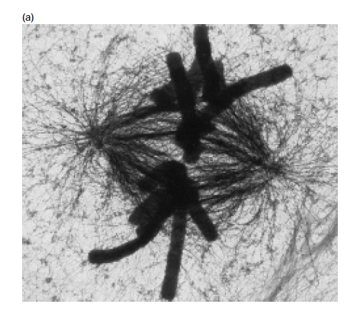 <p>TEM of a dividing cell </p>